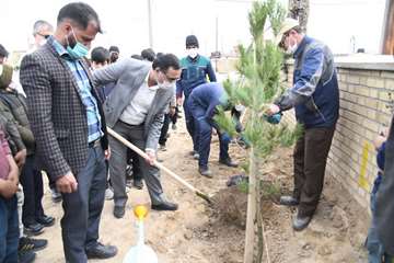 کاشت بیش از 2600 اصله نهال مثمر در مناطق عملیاتی شرکت نفت مناطق مرکزی ایران/شرق