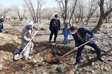 کاشت بیش از 2600 اصله نهال مثمر در مناطق عملیاتی شرکت نفت مناطق مرکزی ایران/غرب