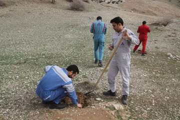 کاشت بیش از 2600 اصله نهال مثمر در مناطق عملیاتی شرکت نفت مناطق مرکزی ایران/غرب