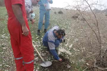 کاشت بیش از 2600 اصله نهال مثمر در مناطق عملیاتی شرکت نفت مناطق مرکزی ایران/غرب